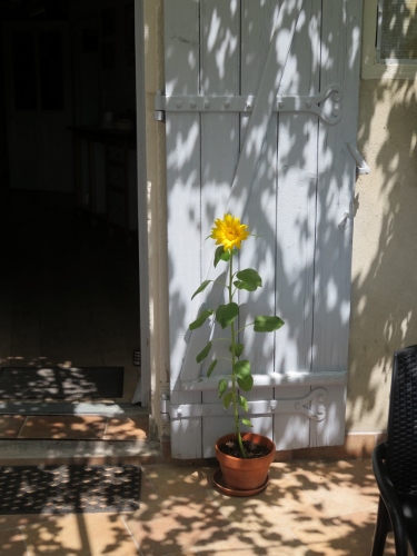 Rescue Sunflower (375x500).jpg